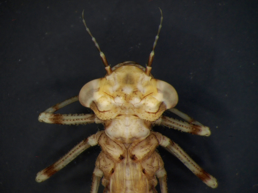 Ischnura elegans